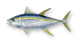 Yellowfin tuna