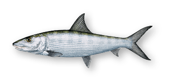 Bonefish