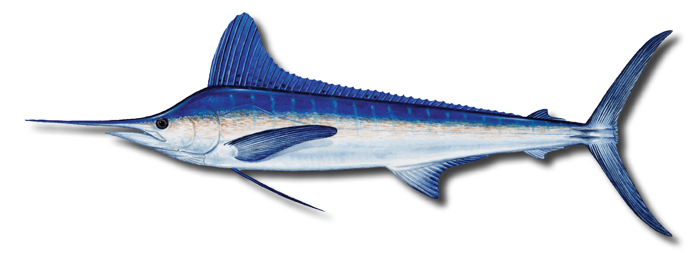 Yellow tuna large