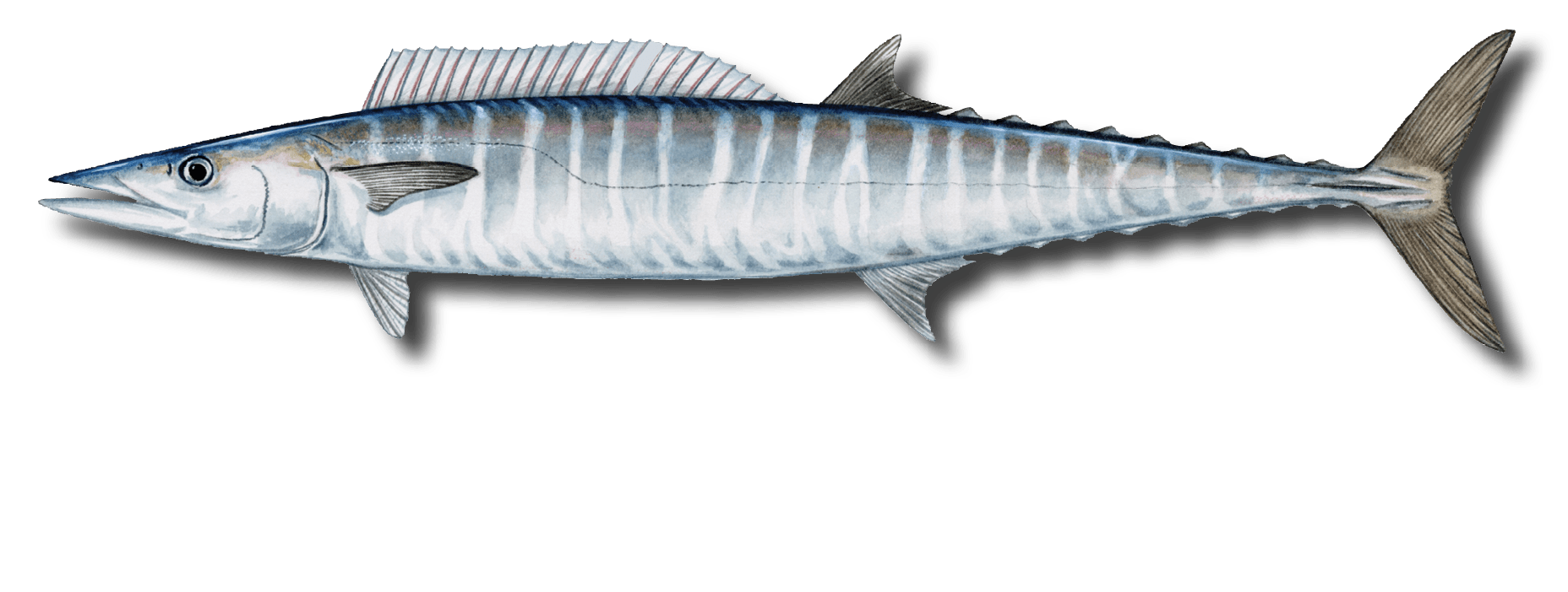 Yellow tuna large