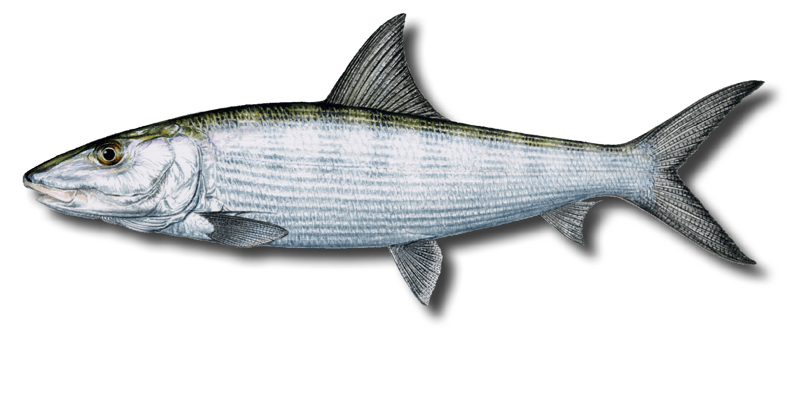 Yellow tuna large