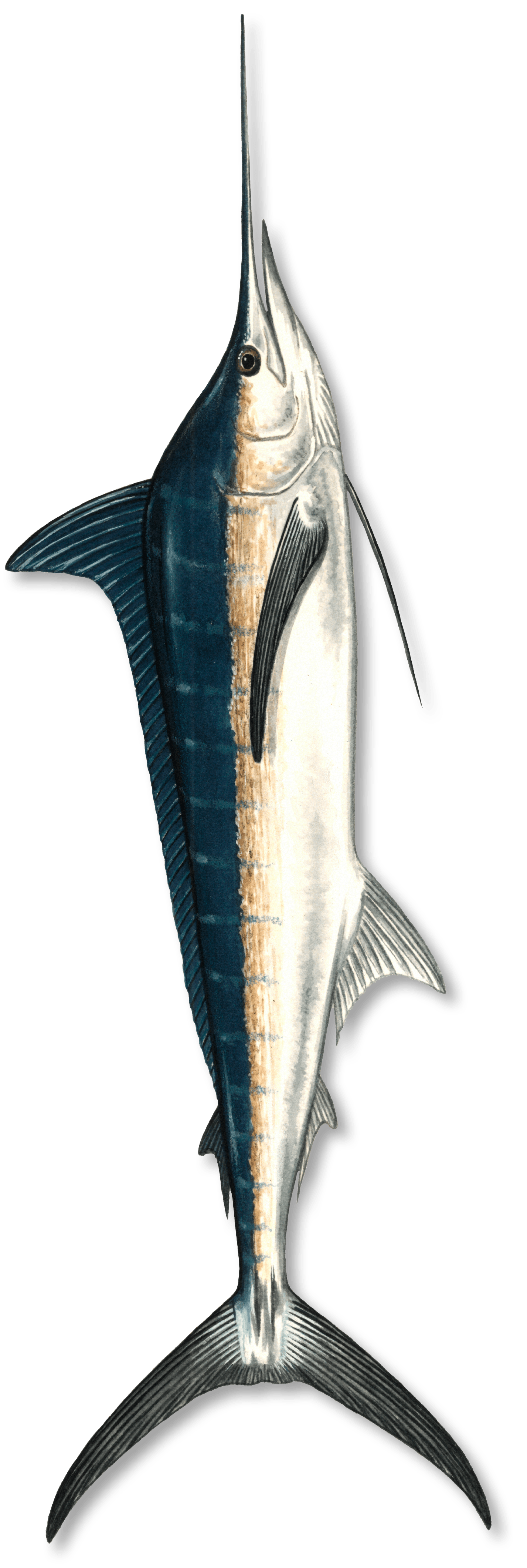 Chasing marlin image