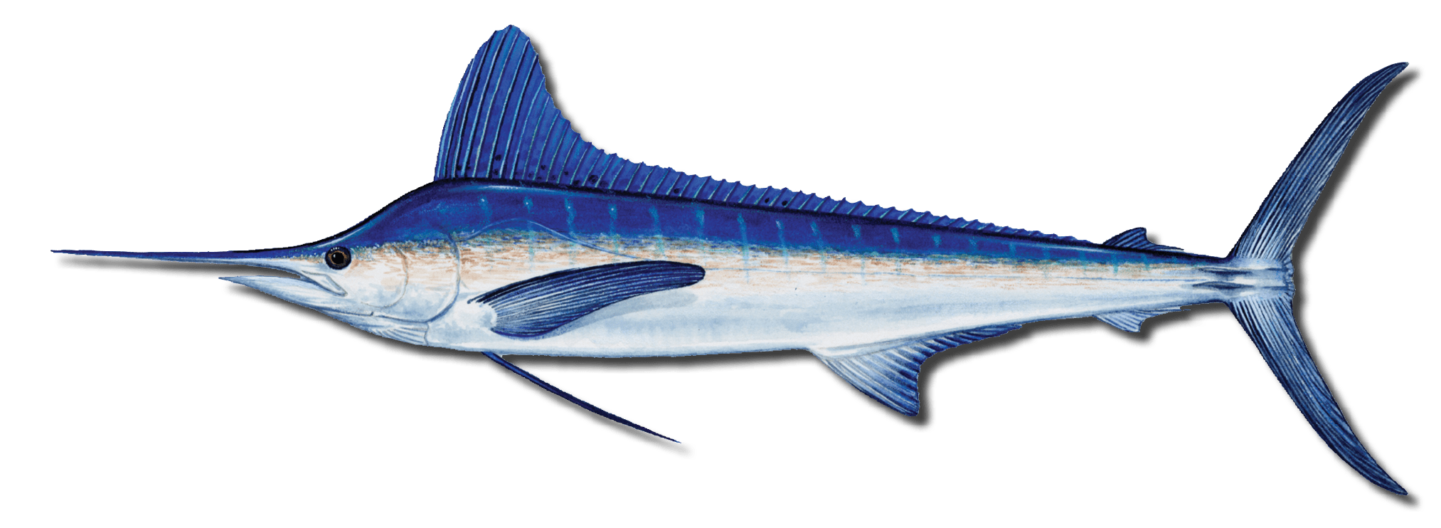 Beyond White Marlin large
