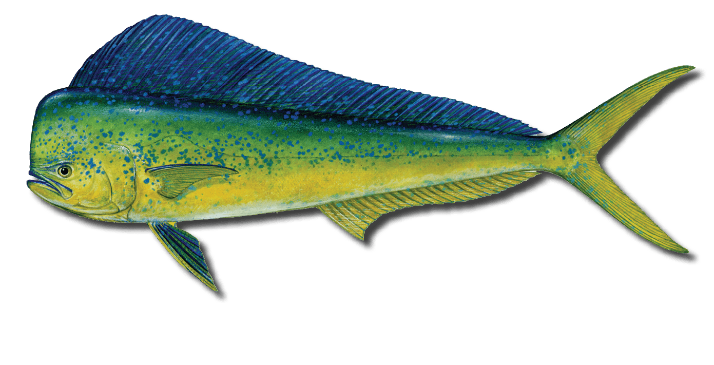 Beyond Dolphin large