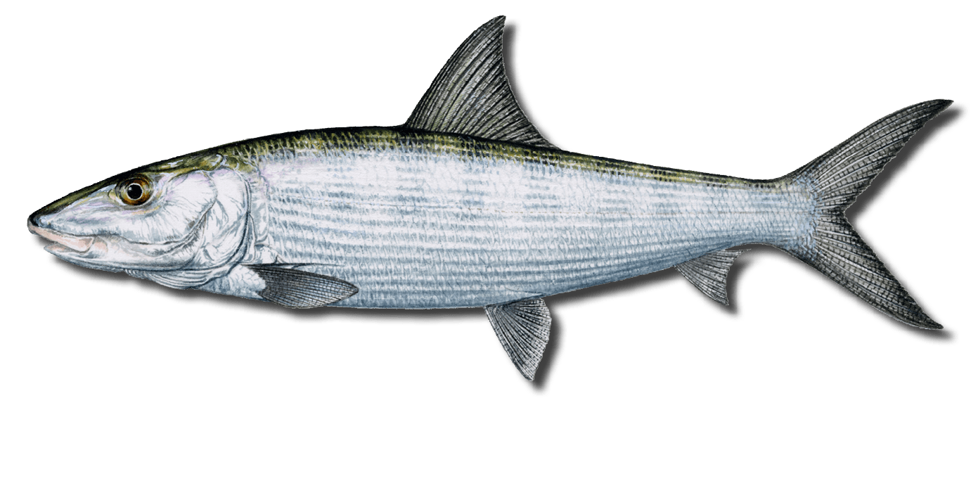 Beyond Bonefish large