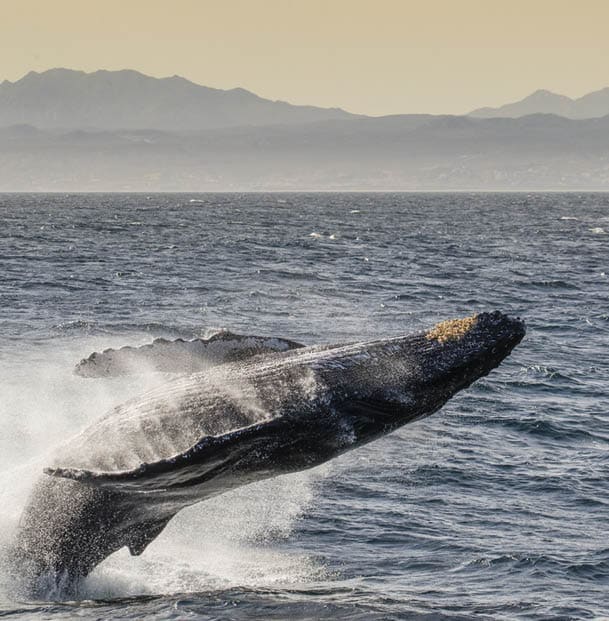 Adult humpback whale (Megaptera novaeangliae), breaching, San Jose del Cabo, Baja California Sur