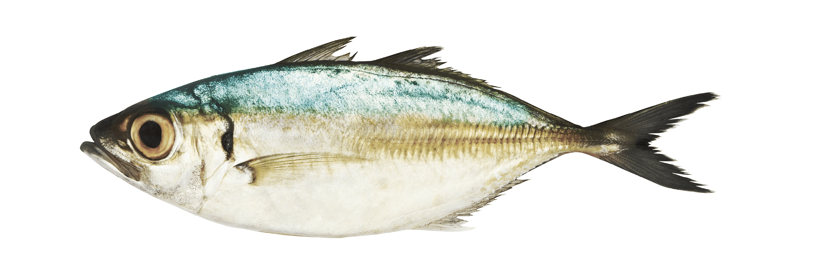 Bigeye scad fish isolated on white background, Selar crumenophthalmus