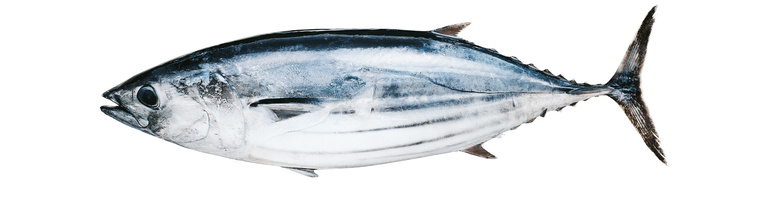 Japanese Katsuo fish (bonito, skipjack tuna)